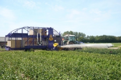 Bloemenoogster