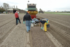 Plantmachine