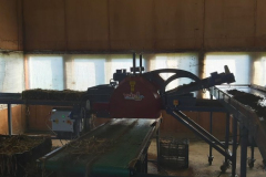 Weefselkweek zaaglijn